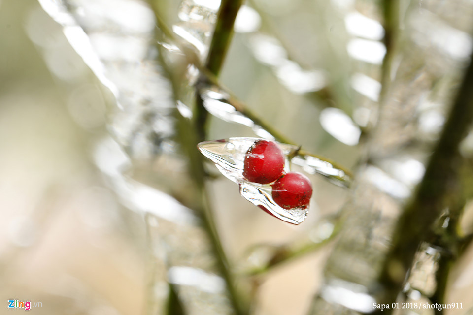 Hình ảnh macro tuyệt đẹp về băng giá Sa Pa